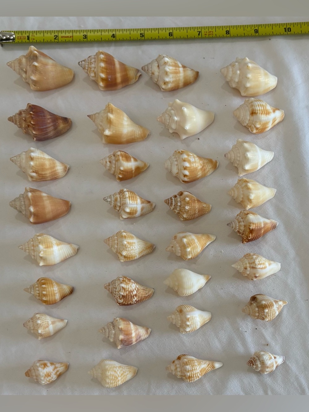 Natural Sea Shell Decorative Set - Cream and Brown